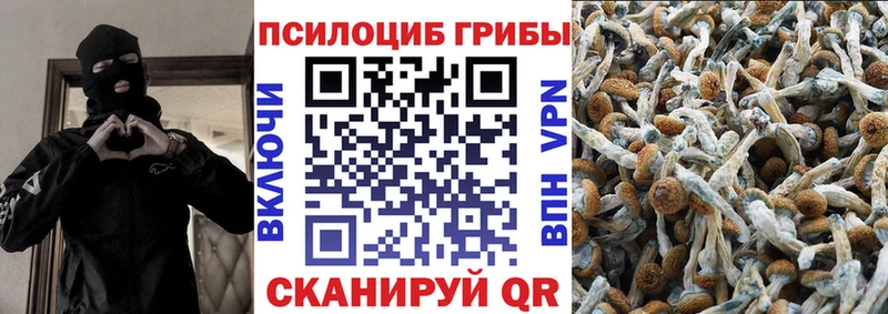 закладки  Армянск  Галлюциногенные грибы Cubensis 